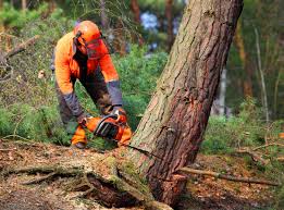 How Our Tree Care Process Works  in  South Yarmouth, MA